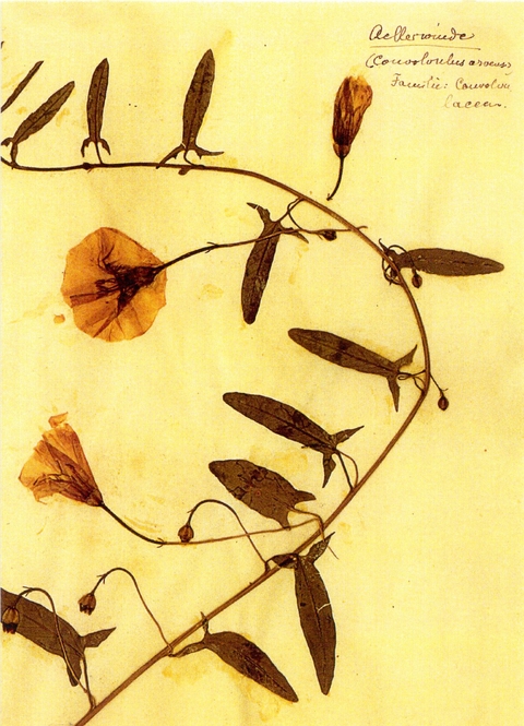 Herbarium Postkartenset - Rosa Luxemburg