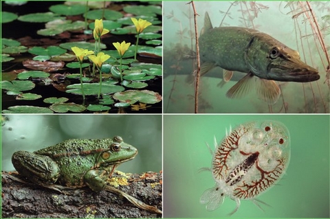 Lernkarten - Sicher durch die Fischerpr&uuml;fung - Hermann Bayrle
