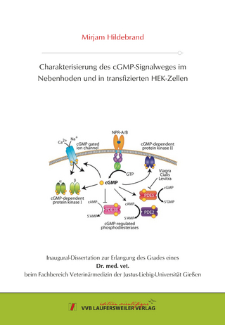 Charakterisierung des cGMP-Signalweges im Nebenhodenund in transfizierten HEK-Zellen