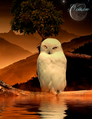 Fantasy Notizbuch: Schneeeule - weiße Seiten mit Eckmotiv