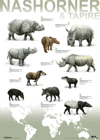 Plakat Nashörner und Tapire