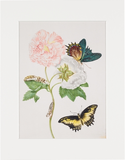 Maria Sibylla Merian - gerahmter Druck "Confederate Rose" - Maria Sibylla Merian