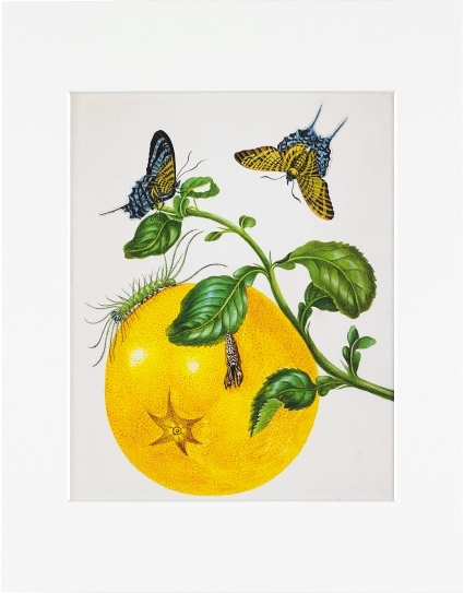 Maria Sibylla Merian - gerahmter Druck "Branch of Pomelo" - Maria Sibylla Merian