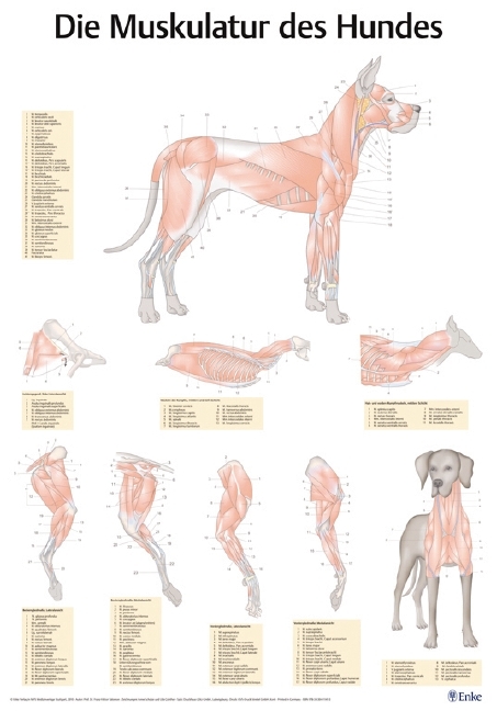 Poster Muskulatur des Hundes - Franz-Viktor Salomon