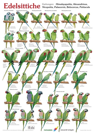 Poster Edelsittiche
