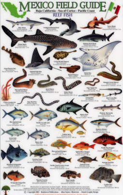 Sport Fish - Alina Saurez