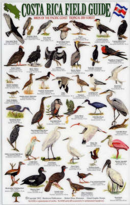 Birds of the Pacific Coast Tropical Rainforest: Osa Peninsula