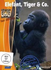 Gorillababy, DVD
