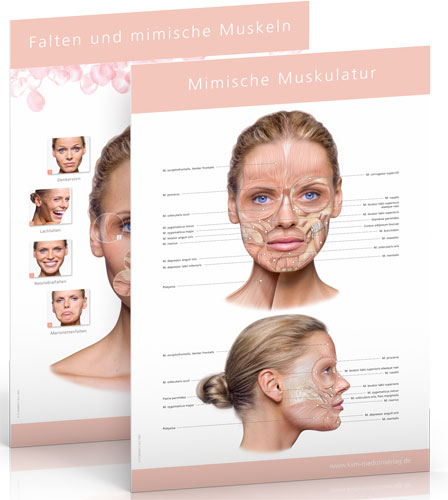 Poster-Set Mimische Muskulatur - 