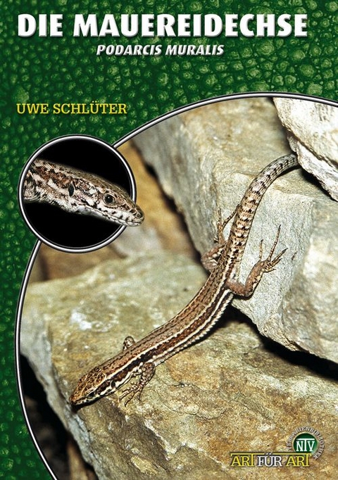 Die Mauereidechse - Uwe Schl&uuml;ter