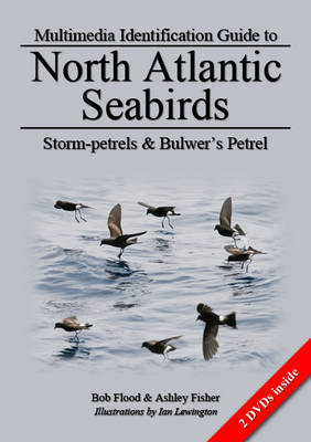 Storm-Petrels and Bulwer's Petrel