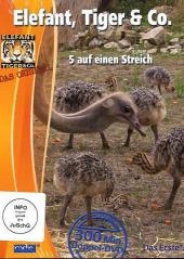 5 auf einen Streich, DVD