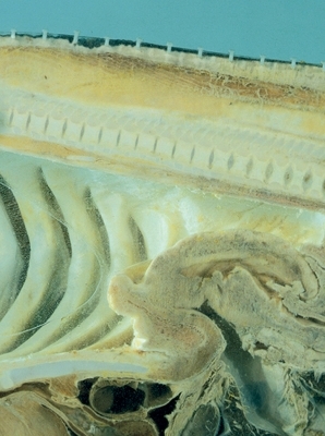 Damien Hirst: Requiem I - 