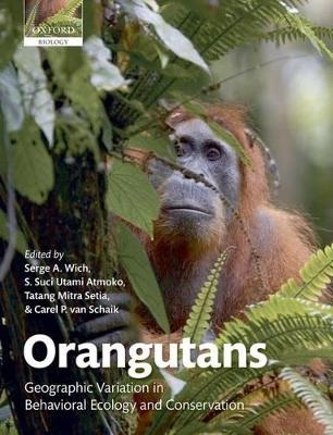 Orangutans - 