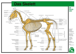 Das Skelett