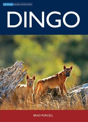 Dingo - Brad Purcell