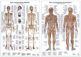Doppelpack Anatomie-Poster