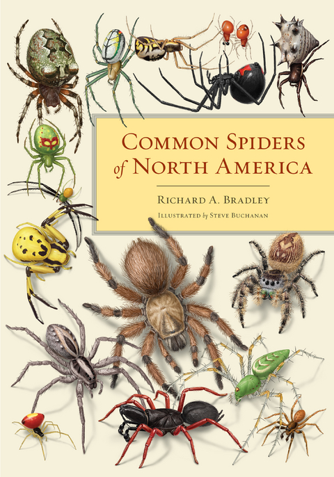 Common Spiders of North America -  Richard A. Bradley