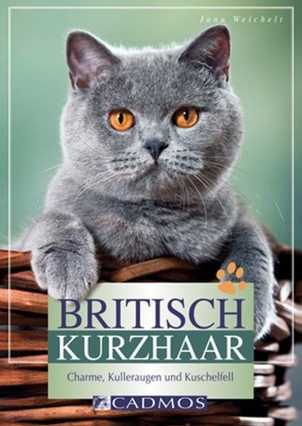 Britisch Kurzhaar - Jana Weichelt