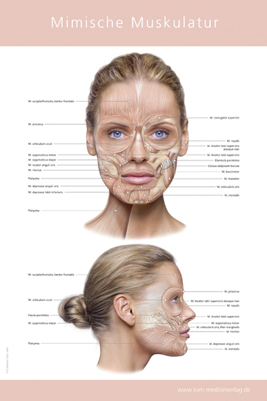 Poster &ndash; Mimische Muskulatur - 