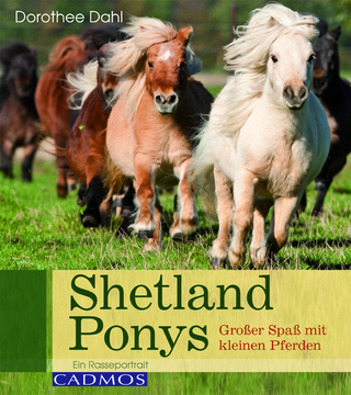 Shetlandponys