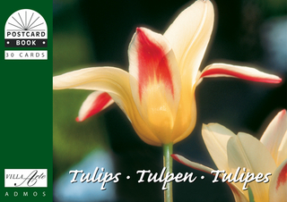Tulpen /Tulips /Tulipes