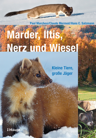 Marder, Iltis, Nerz und Wiesel