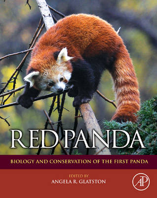 Red Panda - 