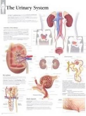 Urinary System Laminated Poster -  Scientific Publishing