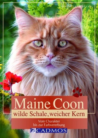 Maine Coon