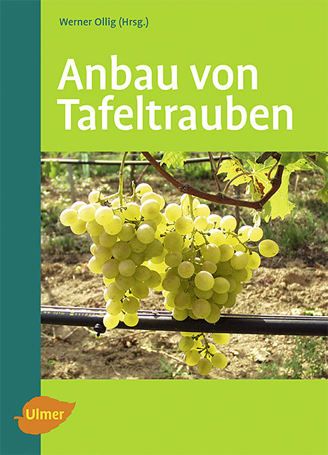 Anbau von Tafeltrauben - Werner Ollig