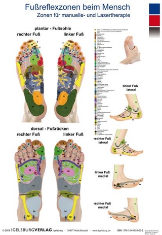 Fußreflexzonen beim Menschen - Zonen für manuelle- und Lasertherapie