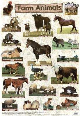 Farm Animals -  Schofield &  Sims