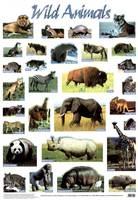 Wild Animals