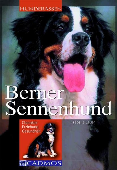 Berner Sennenhund - Isabella Lauer