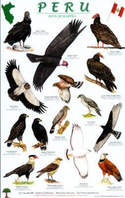 Peru Raptors Bird Guide