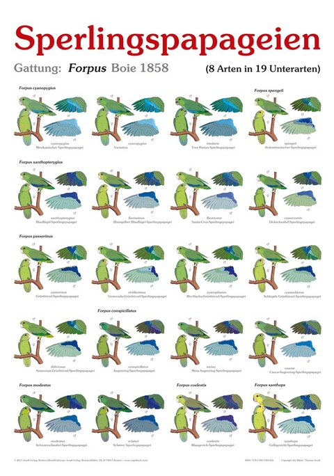 Poster Sperlingspapageien - Thomas Arndt