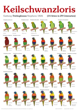 Poster Keilschwanzloris