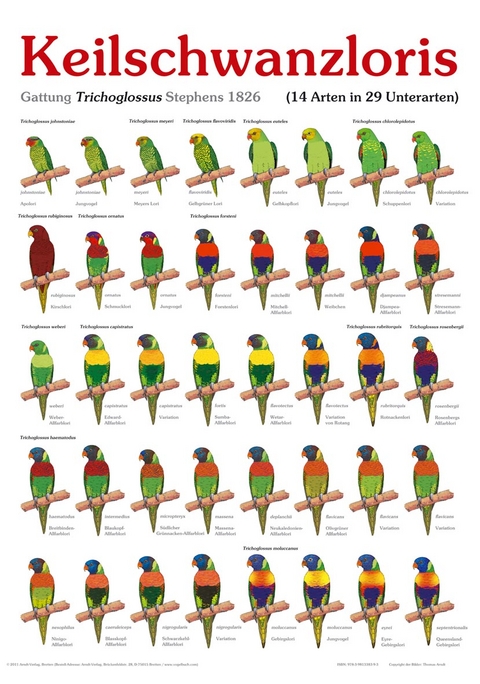 Poster Keilschwanzloris - Thomas Arndt