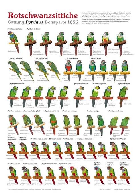 Poster Rotschwanzsittiche - Thomas Arndt