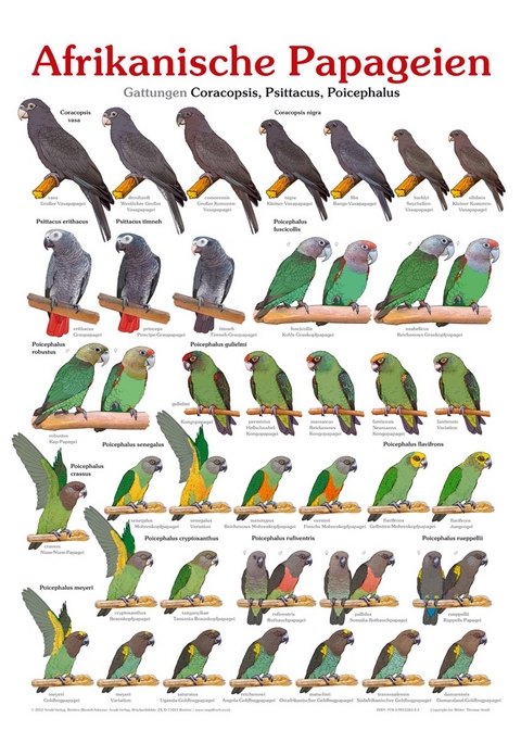 Poster Afrikanische Papageien - Thomas Arndt