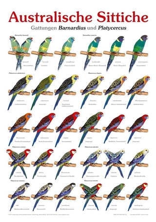 Poster Australische Sittiche