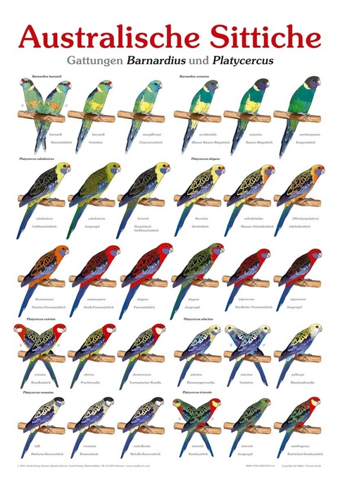 Poster Australische Sittiche - Thomas Arndt