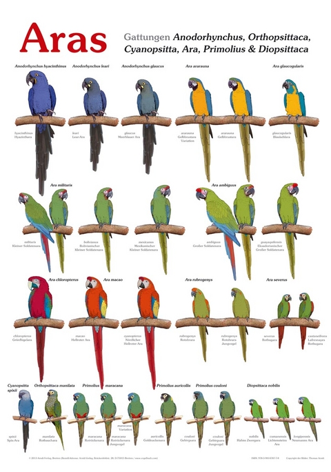 Poster Aras - Thomas Arndt