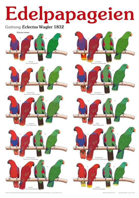 Poster Edelpapageien - Thomas Arndt