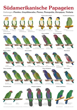 Poster Südamerikanische Papageien