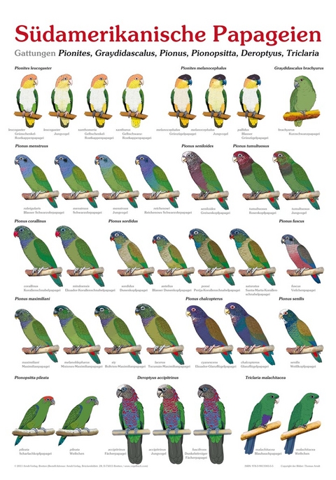 Poster S&uuml;damerikanische Papageien - Thomas Arndt