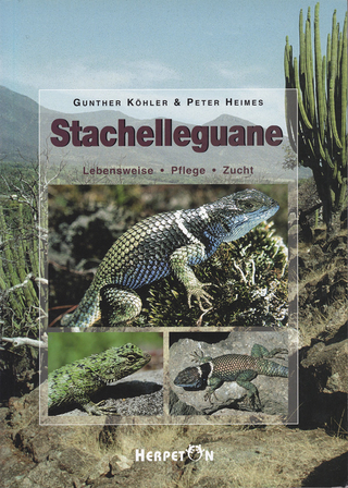 Stachelleguane