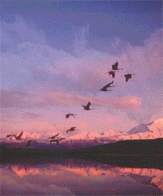 Biology (with Infotrac -  Starr