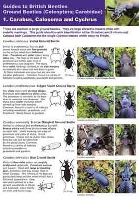 Carabus, Calosoma and Cychrus - John Walters